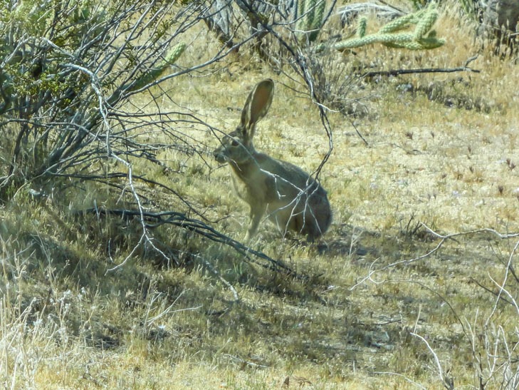 Anza Borrego -Jack Rabbit