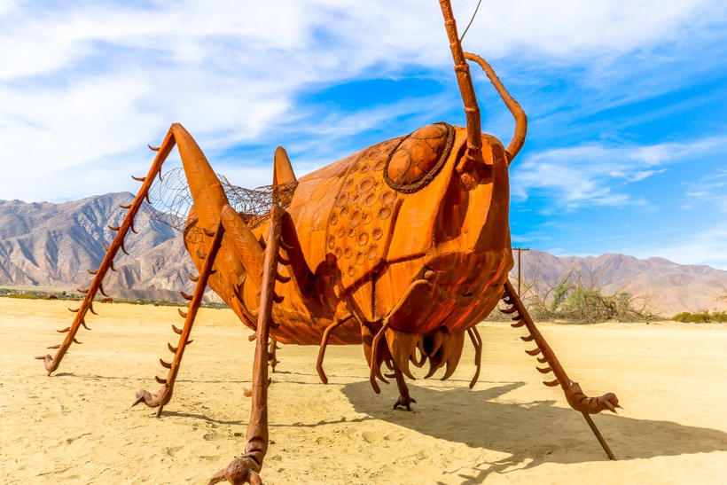 Desert Cricket