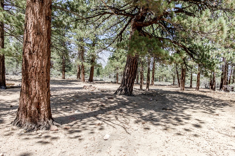 Shaded camp spot before burn area buttermilk country loop trail