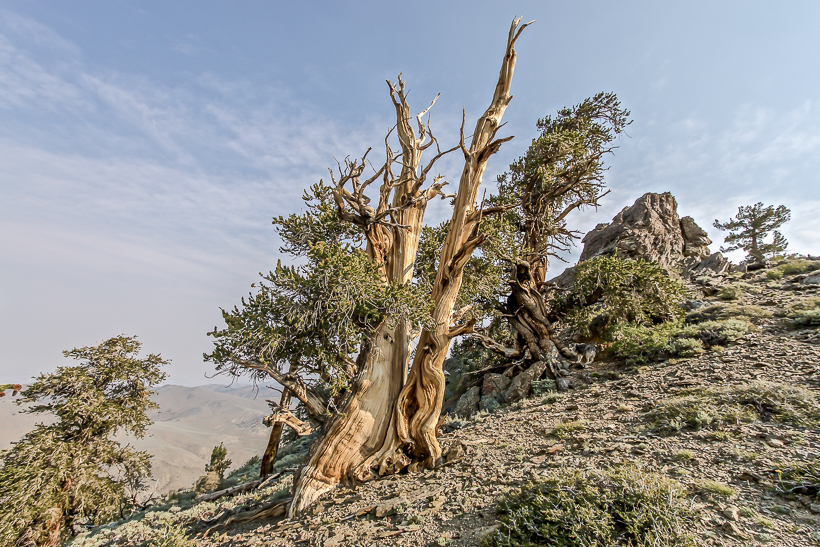Bristlecone Pine