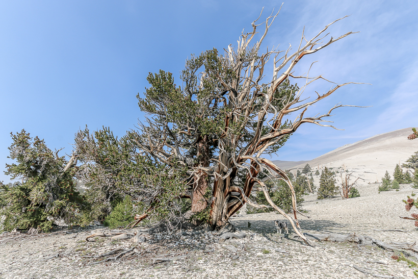 Patriarch Grove