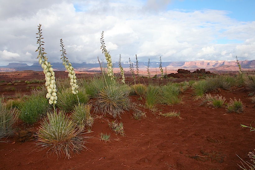nels-larson-36_tap_canyonlands